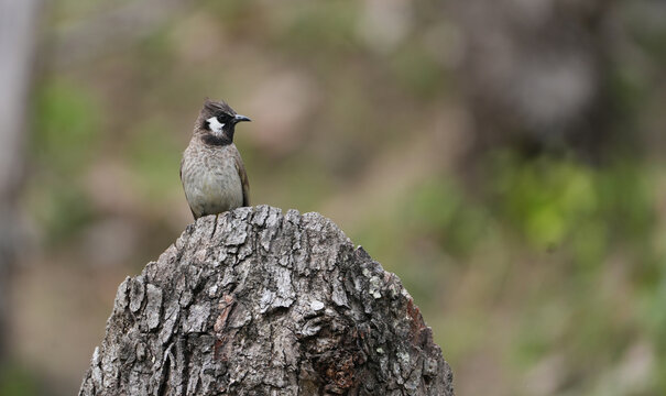White-cheeked Himalayan Bulbul Sitting on Tree Trunk in Forest Habitat
