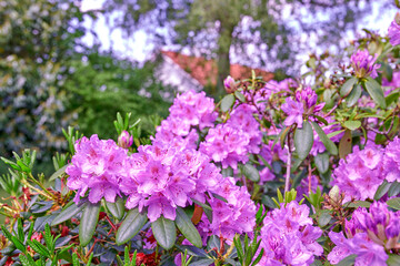 Fototapeta premium Flowers, blossom and rhododendron with plants in nature for growth, purple petal and trees in morning. Floral bloom, foliage and bush with sustainability, environment or leaves at conservation park
