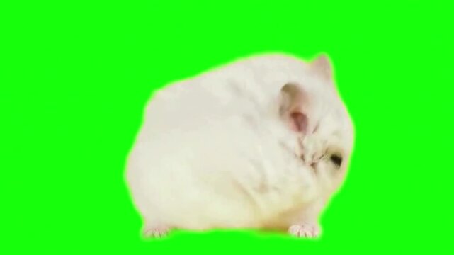 Winter white dwarf hamster grooming and cleaning fur on green screen background