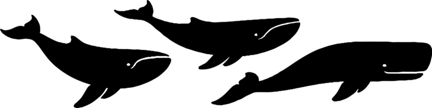 Dolphin pod swimming in striped optical illusion pattern