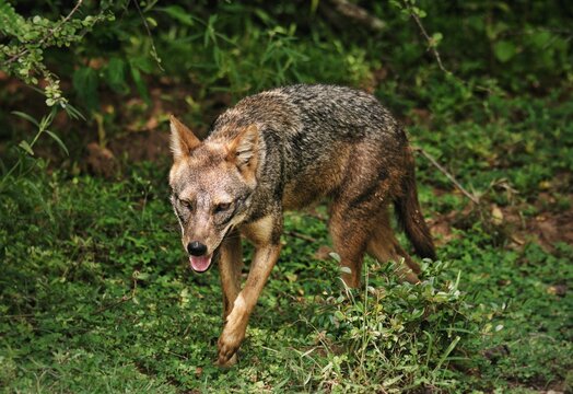 Golden jackal (Canis aureus) walking in Sri Lanka wilderness