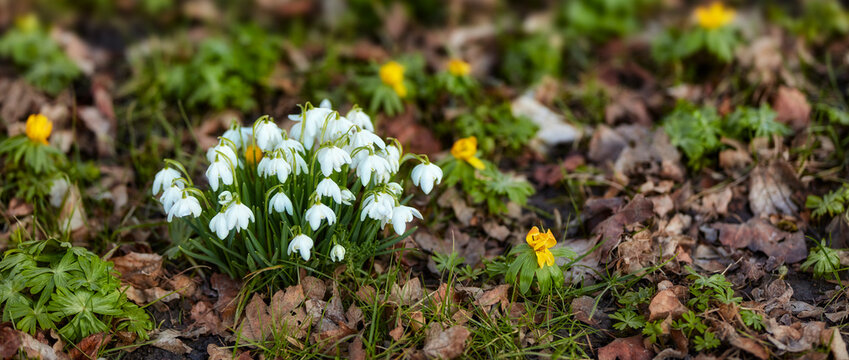 Spring, blossom or white flowers in garden with leaves, aconite or sustainable environment for growth. Banner, blooming season and galanthus nivalis with ornamental bulb, plants and snowdrop outdoor.