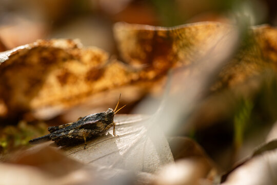 Common groundhopper (Tetrix undulata) pygmy grasshopper on autumn leaves
