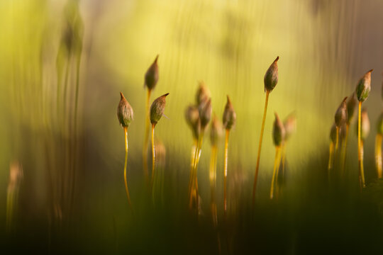 Plonnik moss in warm sunlight on forest floor &ndash; soft natural background