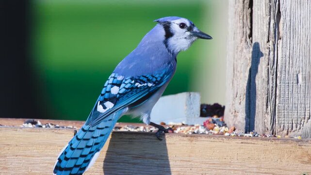 Blue Jay (Cyanocitta cristata) Feeding In The Summer