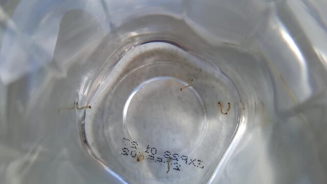 Close-up of mosquito larvae (jentik nyamuk) swimming and wiggling in a glass of clear stagnant water. This educational footage illustrates how clean water can become a breeding ground for Aedes aegypt