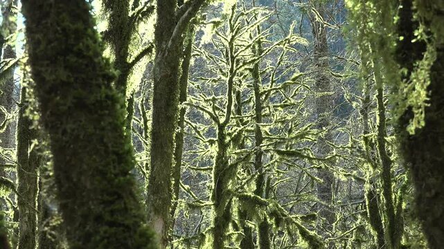 Moss covered boxwood trunks stand in a dark ancient forest with rich green woodland texture. Soft filtered light, damp bark, and mystical greenery create an enchanted grove atmosphere.