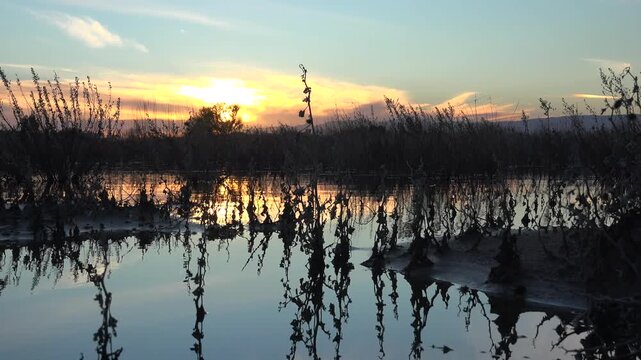 Sunrise over wetland lake with reeds and calm water reflections in golden morning light. Dawn glow above marsh lagoon, silhouetted plants mirror amber sky across quiet waterscape.