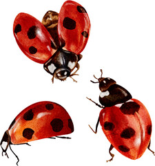 A set of ladybugs and beetles from different angles, watercolor illustration. A beautiful hand-drawn watercolor insect. © Anastasiia