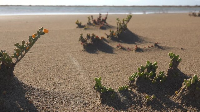 Wild bean plant sprouts on sandy beach dunes near ocean, coastal vegetation habitat. Natural legume seedling grows across windblown shore sandhills beside sea, seaside flora scene.