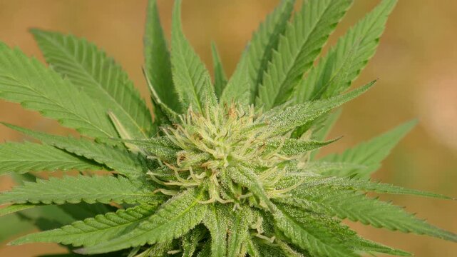 The top of a cannabis marijuana plant during flowering. The white pistils and stigma indicating that this is early in the flowering process and likely just weeks away from harvest.