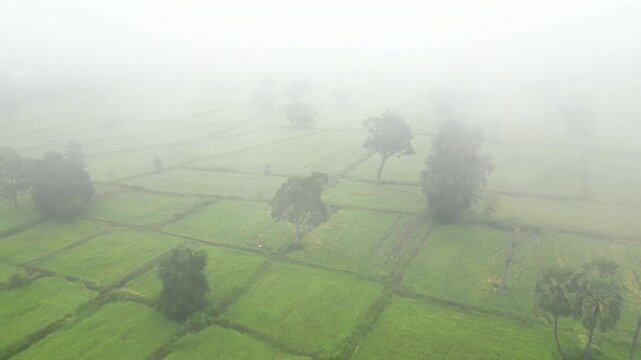 Aerial view of misty paddy field and country road surrounding a rural village at dawn. These areas serve as one of the country's most important rice-producing regions in Thailand.