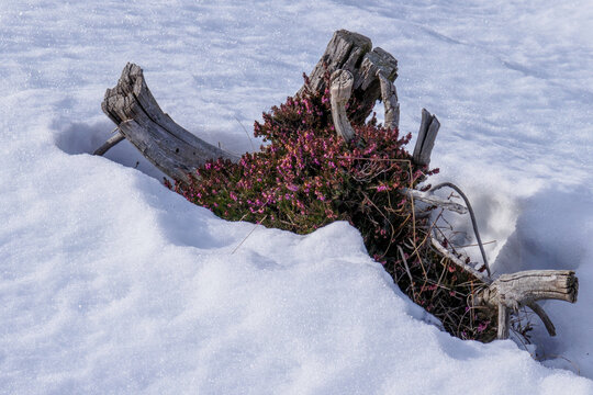 Cespuglio di erica nella neve