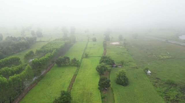 Aerial view of misty paddy field and country road surrounding a rural village at dawn. These areas serve as one of the country's most important rice-producing regions in Thailand.