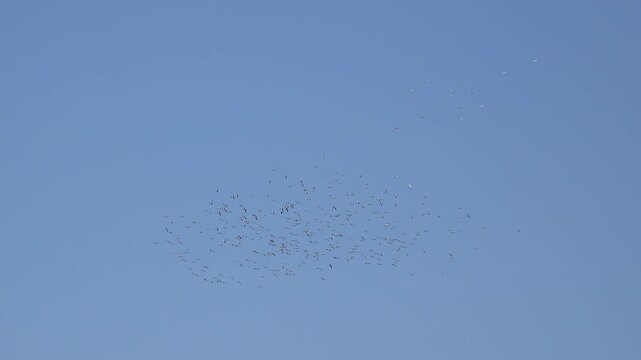 Migrating bird flocks soar through open sky using warm thermals in a crowded aerial stream. Seasonal avifauna glide upward amid rising air columns, creating elegant feathered routes.