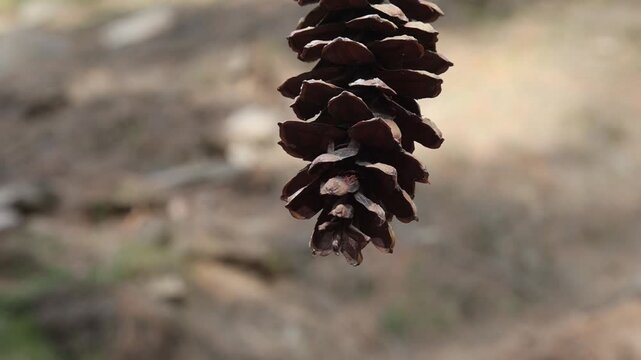 Beautiful pine cone hanging naturally in a peaceful Himalayan mountain forest environment. Scenic outdoor nature closeup showing woodland beauty and rural mountain surroundings.