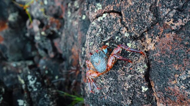 Sally Lightfoot crab walking by the stone. Close up. Wild sea life of Isabela Island, the Galapagos Islands.