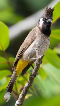Himalayan Bulbul Perched on Branch in Close Vertical Wildlife Portrait
