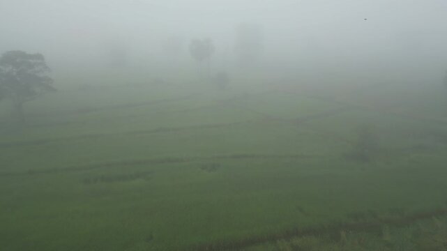 Aerial view of misty paddy field and country road surrounding a rural village at dawn. These areas serve as one of the country's most important rice-producing regions in Thailand.