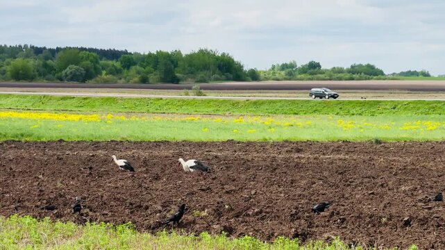 Wide rural field with storks and rooks walking on fresh soil near green crop rows under cloudy sky for farming and wildlife video