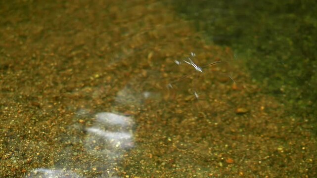 Water Strider Fighting Stream Current on Clear Tropical Water