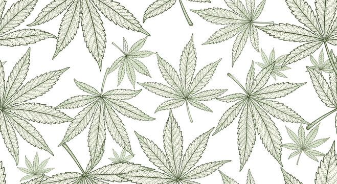 Detailed hand drawn seamless pattern displays various hemp or cannabis leaves in a vintage botanical style on a crisp white background.