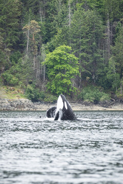 Orca Breaching Near Forested Shoreline With Rocky Coast