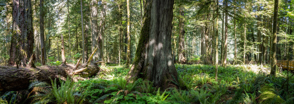 Old Growth Temperate Forest With Towering Trees and Sunlit Board