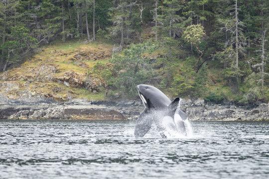 Orca Breaching Near Rocky Forested Shoreline Creating Dramatic S