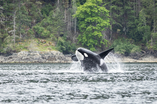 Orca Breaching Near Forested Rocky Shoreline in Coastal Waters