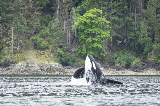 Orca Breaching Near Rocky Forested Shoreline in Coastal Waters