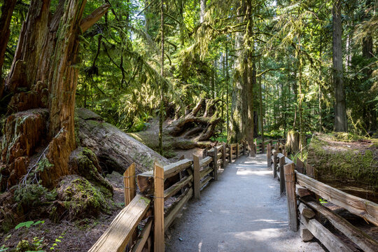 Mossy Old-Growth Forest Trail with Wooden Railings and Sunlit Pa
