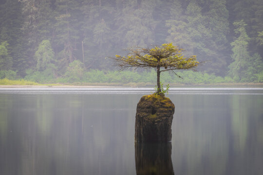 Solitary Mossy Tree Growing on Old Stump in Misty Forest Lake