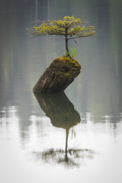 Solitary Moss-Covered Tree Growing on a Weathered Stump in a Sti