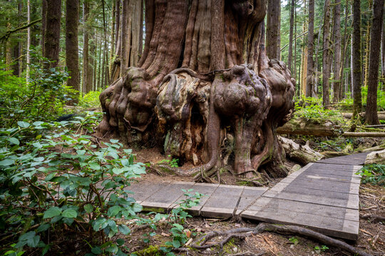 Ancient Cedar Tree With Massive Burl Roots Beside Wooden Boardwa