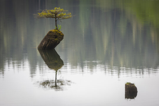 Solitary Mossy Tree Growing on a Stump in a Calm Lake with Refle