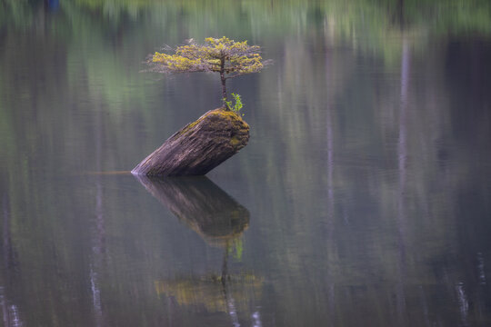 Solitary Tree Growing on a Mossy Log in Calm Lake With Reflectio