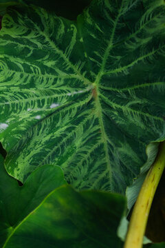 Lush Tropical Greenery: Large Elephant Ear Leaves in Natural Light