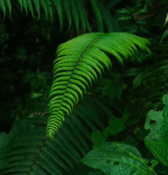 Detailed Close-Up of Lush Green Fern Leaf