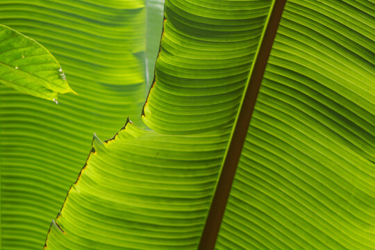 Banana Leaf Natural Green Texture Background