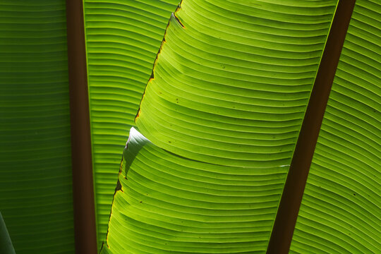Banana Leaf Natural Green Texture Background