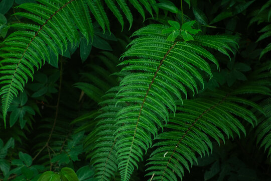Detailed Close-Up of Lush Green Fern Leaf