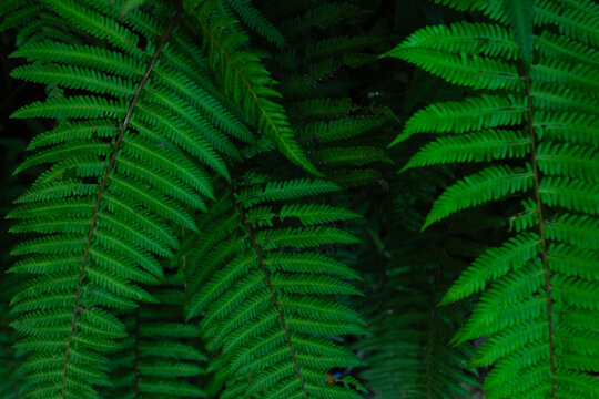 Detailed Close-Up of Lush Green Fern Leaf