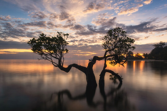 Silhouette of tree by sea against sky during sunset,Sumba,East N