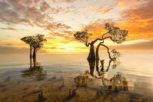 Dancing Mangrove Trees of Sumba Island in Indonesia.