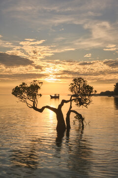 Silhouette of tree by sea against sky during sunset,Sumba,East N