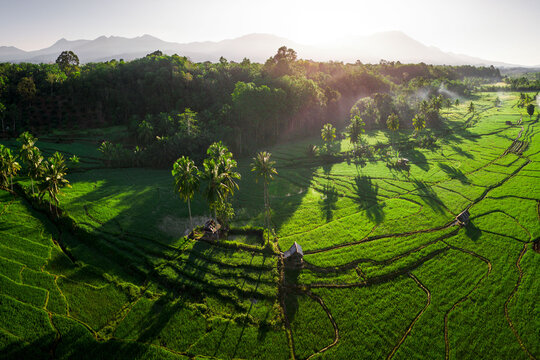 the sun shines on the beauty of the green rice fields
