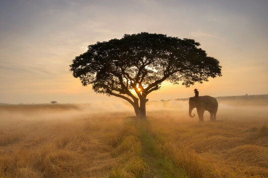 elephant on during sunrise at ricefield,surin Thailand