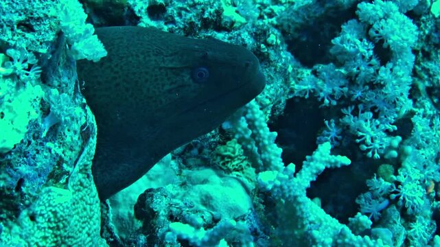 coral reef with moray eel