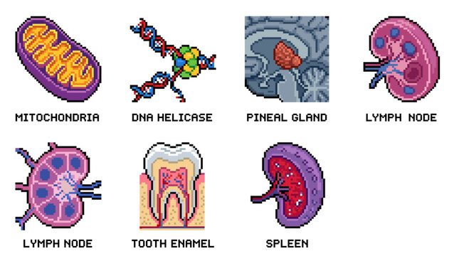 Vector illustration of human body organs and cells for medical education